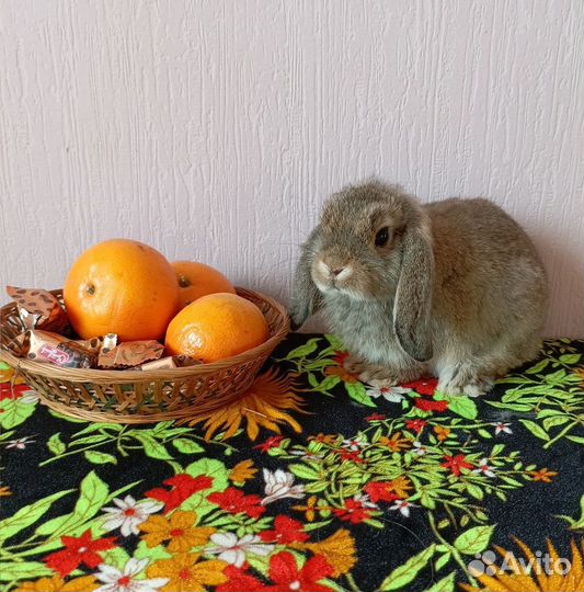 Карликовые крольчата барашки
