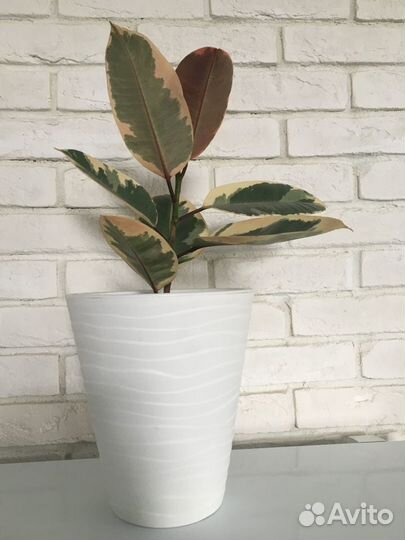 Фикус эластика Тинеке