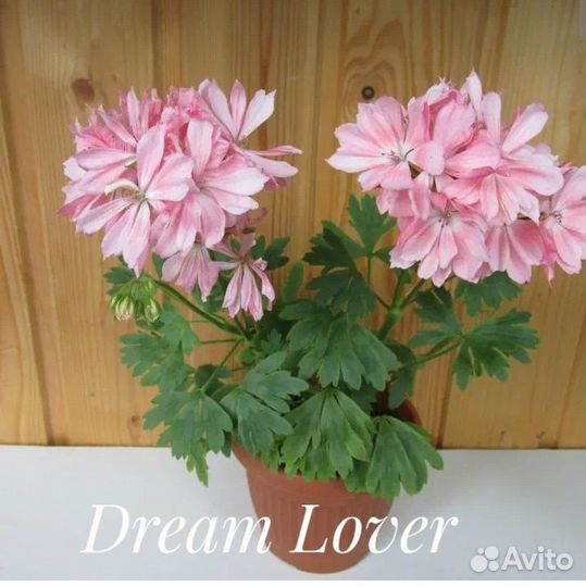 Пеларгонии звёздчатые (стеллары)