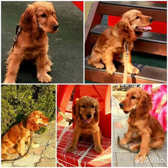 Кокер спаниель