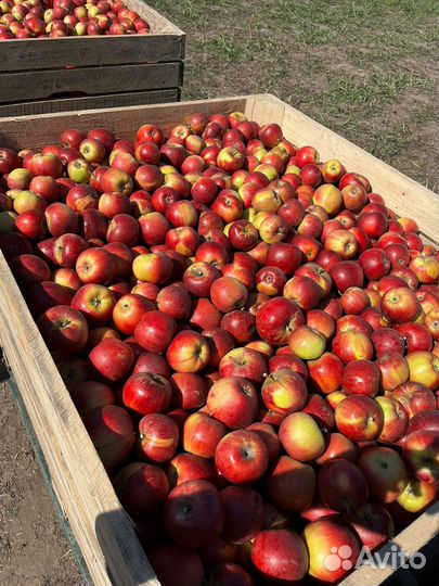 Яблоки Айдаред