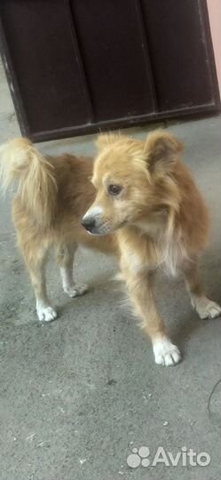 Пушистик потеряшка