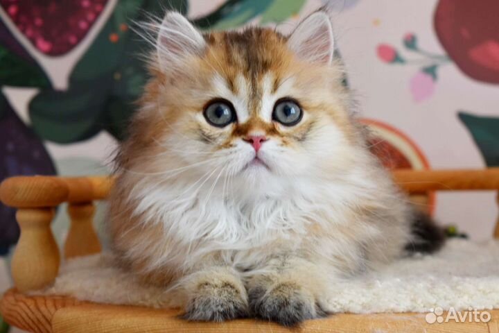 Котята золотая шиншилла