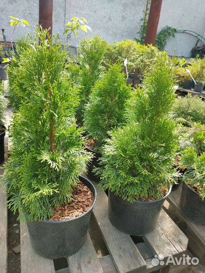 Туя Смарагд 35-45 см