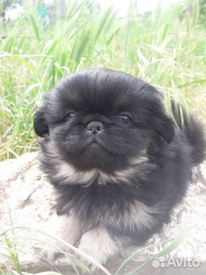 Щенки пекинеса