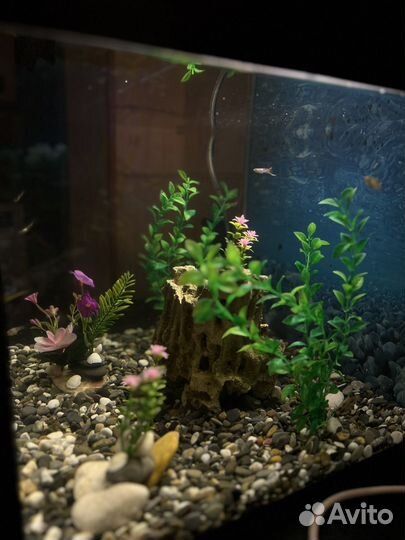 Аквариум с рыбками
