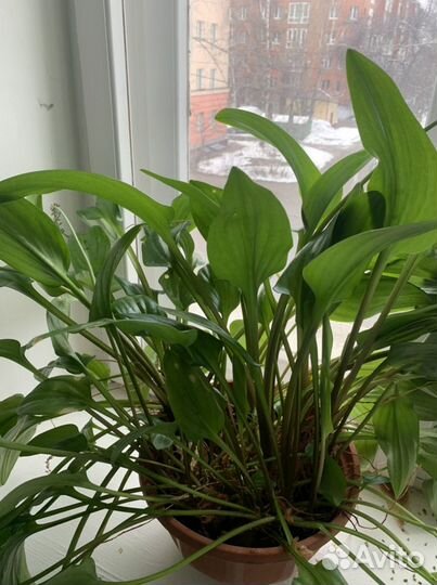 Продам цветы комнатные