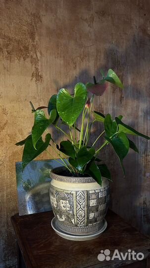 Комнатные цветы Антуриум