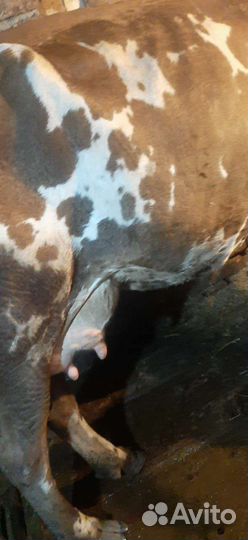 Корова дойная