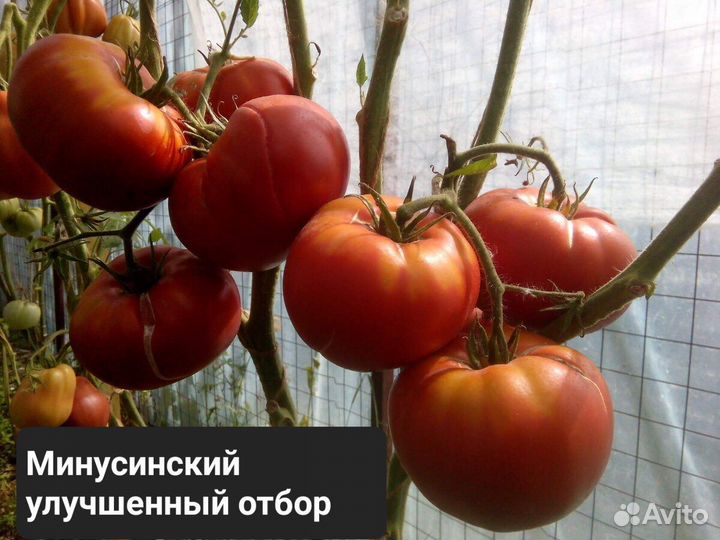 Редкие экзотические сорта томатов излишки