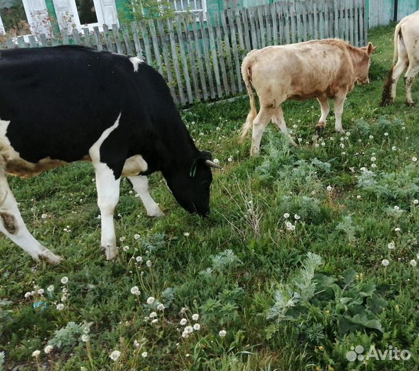 Телки стельные