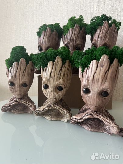 Кашпо Грут со стабилизированным мхом