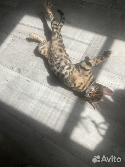 Бенгальская кошка