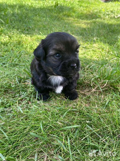 Маленькая собака