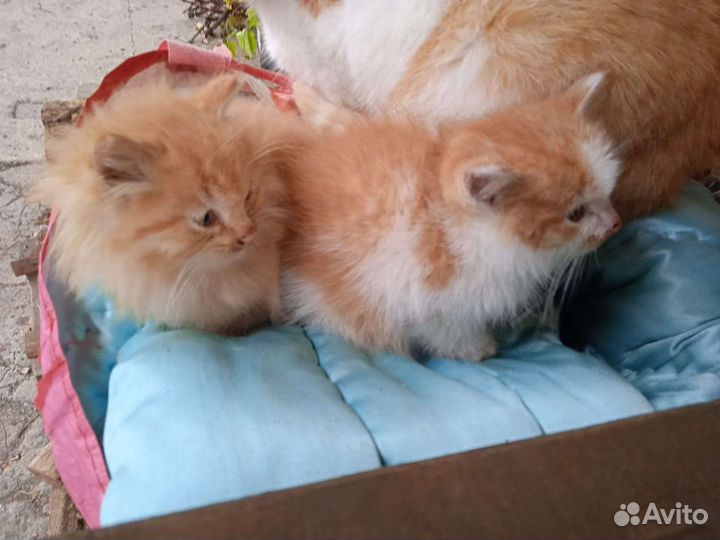 Котята в дар бесплатно
