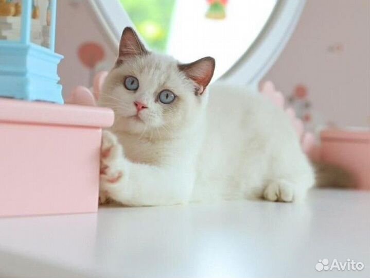 Британский мальчик Биколор Лиловый