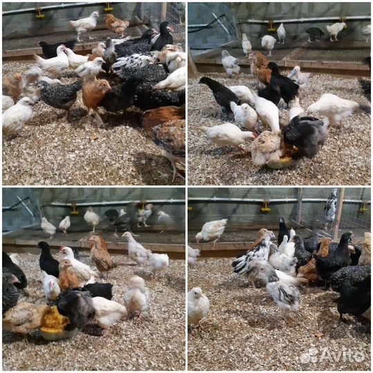 Цыплята подрощенные