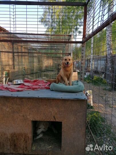 Маленькая собачка в добрую семью