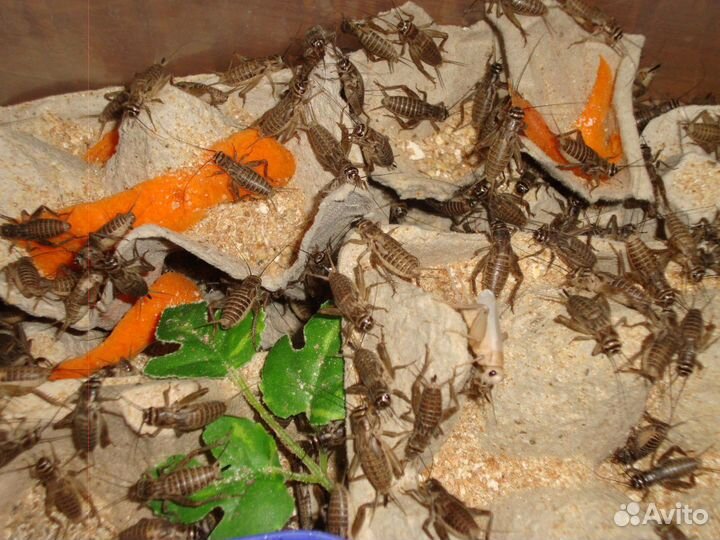 Живой корм для стрижей, рептилий