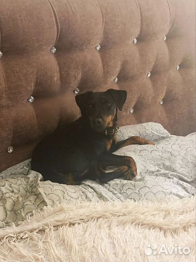 Ягтерьер на дороге около Гарта