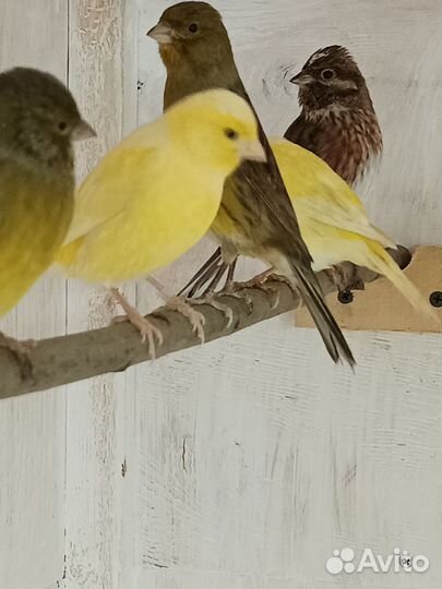 Продам канареек