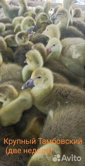 Утки, Гуси, Мулард