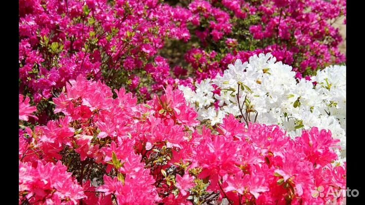 Миндаль.Сакура.Гибискус.Сирень.Желт.Роз.Япон.Спрей