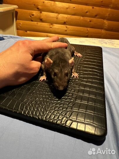 Apple MacBook Pro 13 m2 512