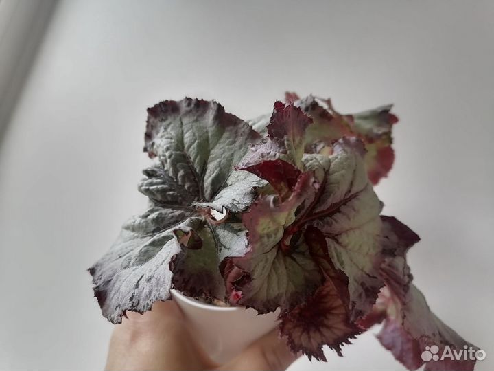 Бегония св серениссима