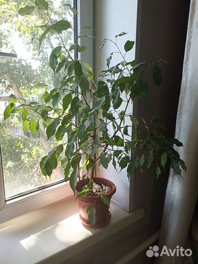 Колеусы и фикусы