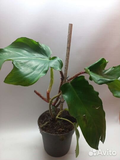 Филодендрон сквамиферум