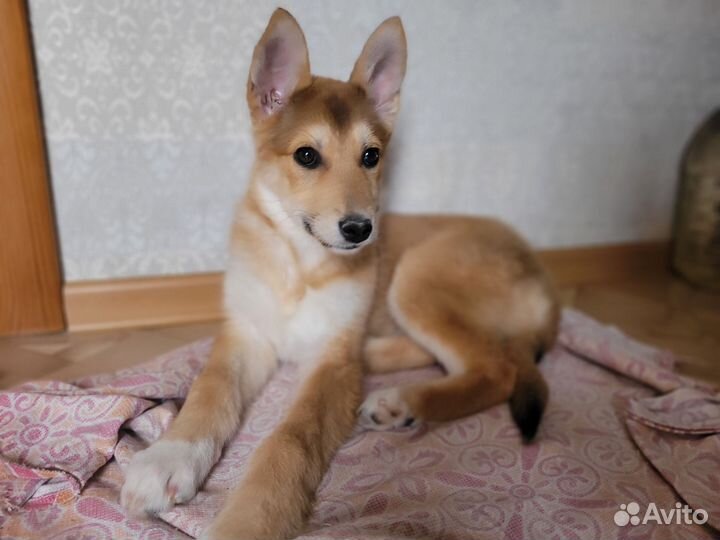 Щенок в добрые руки
