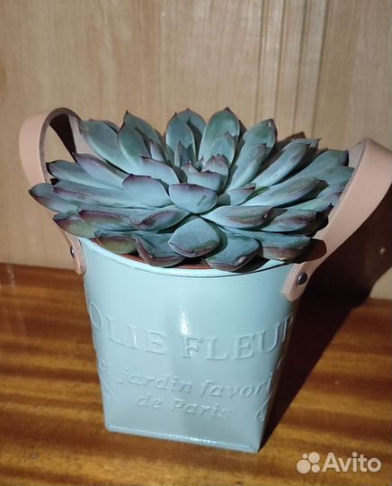 Каменный цветок