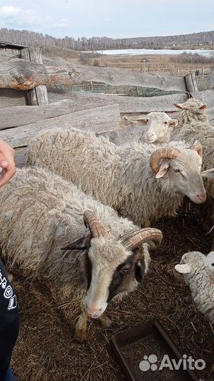 Продам Баранов
