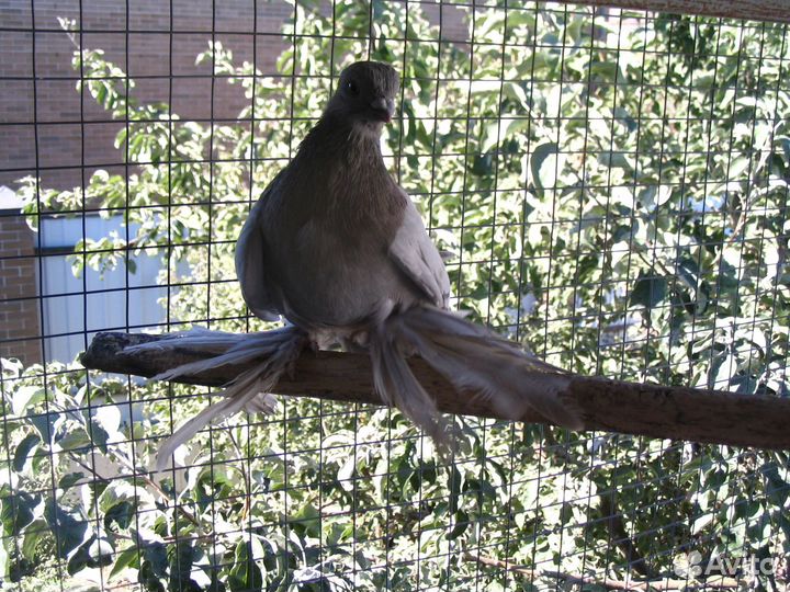 Голуби узбекские бойные