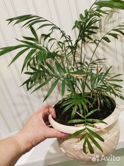 Взрослые:Нолина, хамедорея