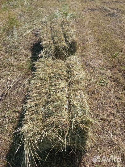 Сено в тюках