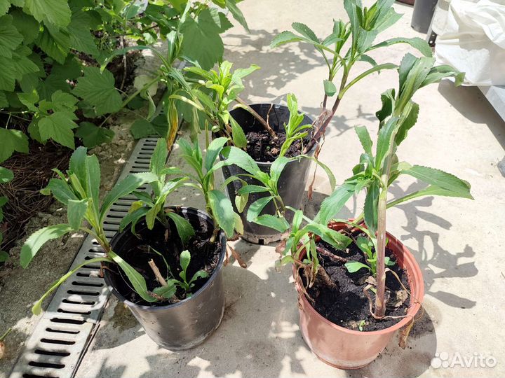 Цветы ромашки садовая рассада