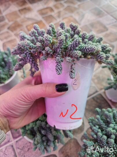 Sedum dasyphyllum major