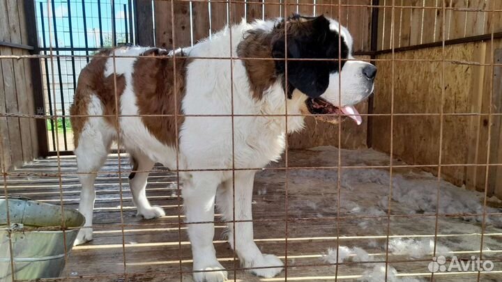 Сенбернар вязка