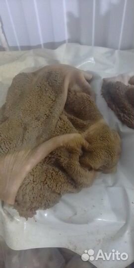 Корм для собак