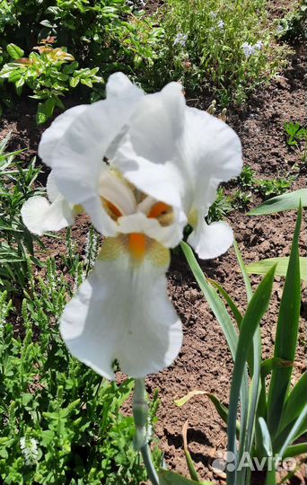 Ирисы бородатые