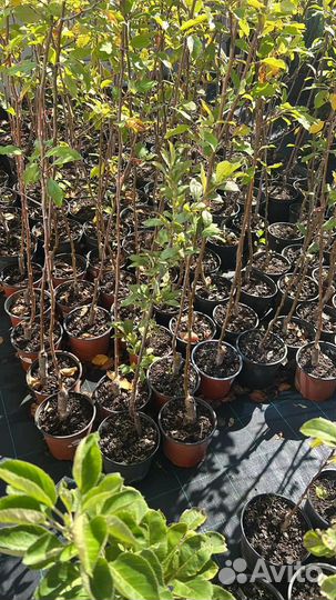 Плодовые саженцы в горшках оптом