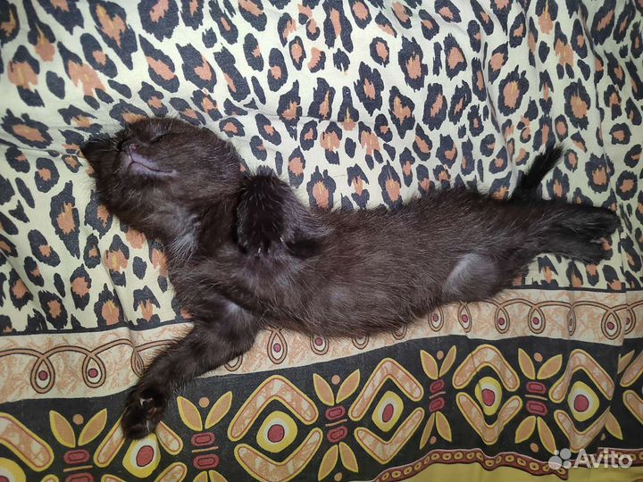 Котёнок чёрный