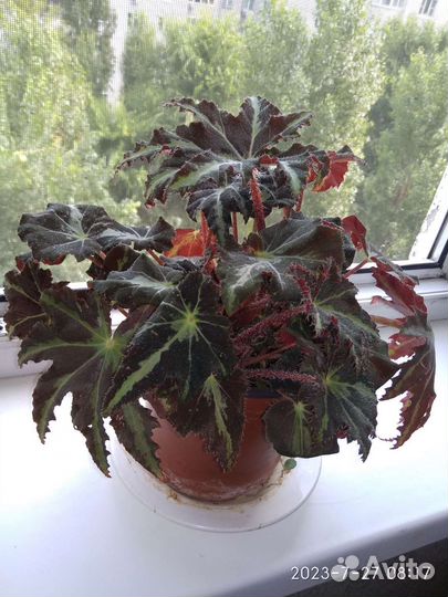 Бегония сортовая