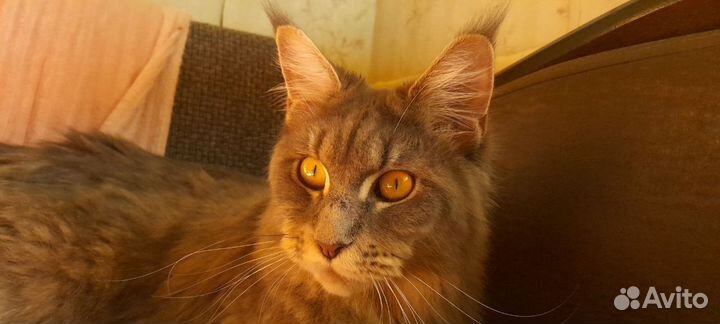 Котята Мейн-кун полидакт