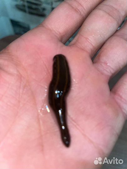 Пиявки медицинские