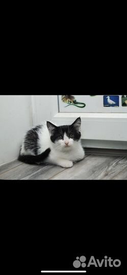 В добрые руки