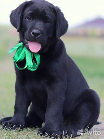 Щенки лабрадора РКФ