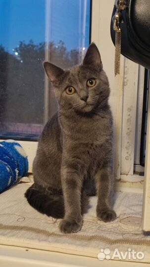 Нежный мальчик в поиске дома